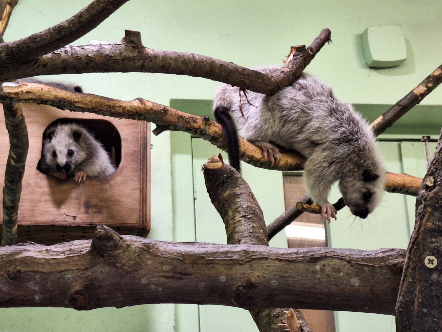 Northern Luzon Giant Cloud Rats