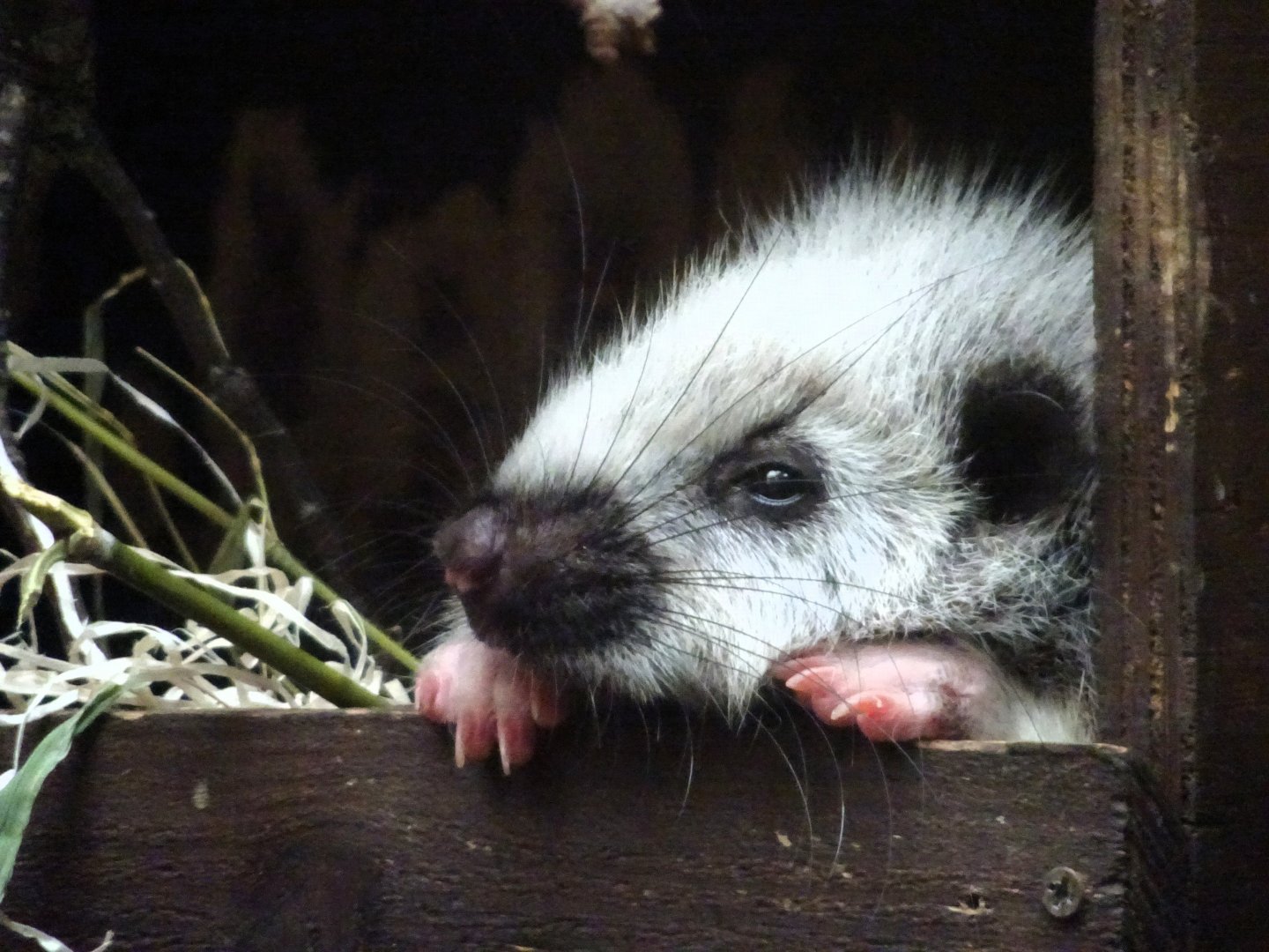 Northern Luzon Phloeomys 24 August 2025