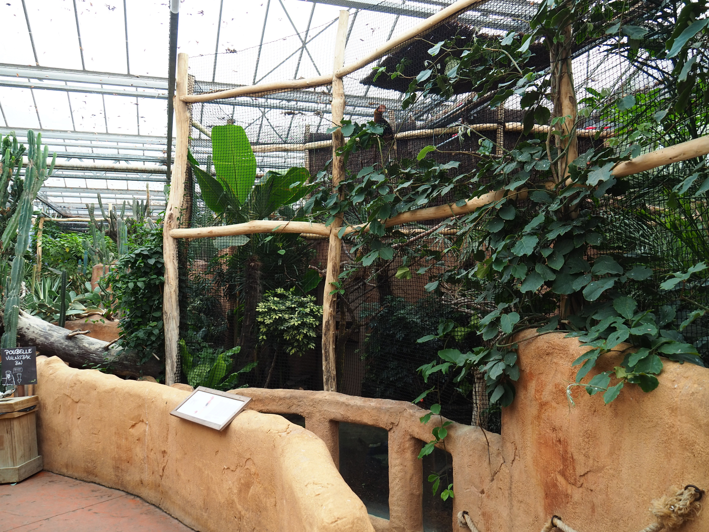 Northern Luzon rufous hornbill aviary, 2019-10-05