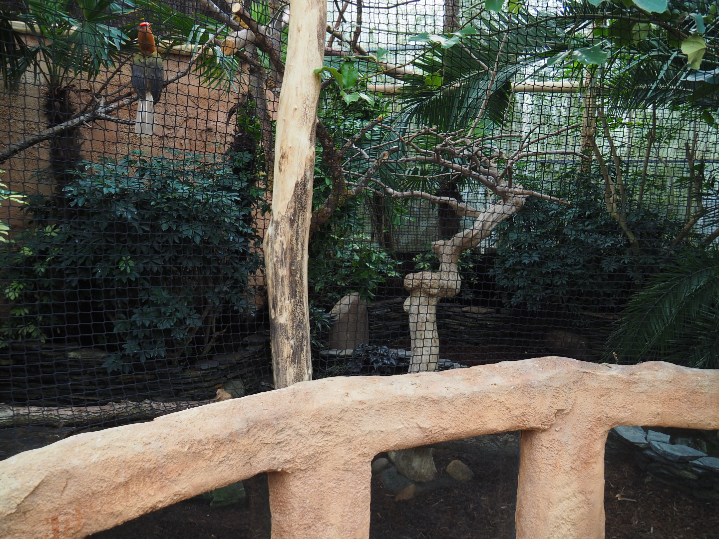 Northern Luzon rufous hornbill aviary, 2019-10-05