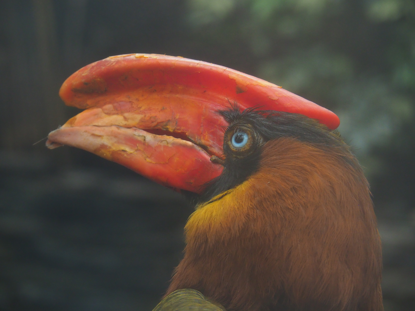 Northern Luzon rufous hornbill (Buceros hydrocorax hydrocorax), 2019-10-05