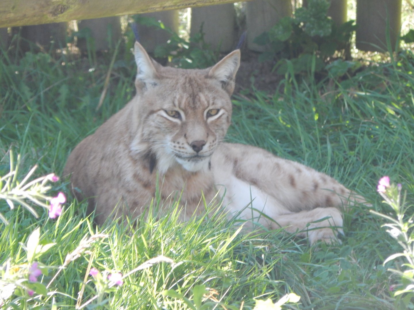 Northern lynx 030924
