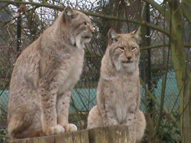 northern lynx 060311