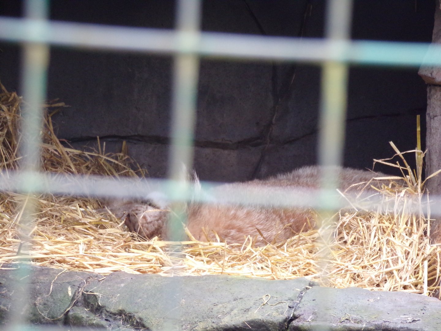 Northern lynx 12.4.24