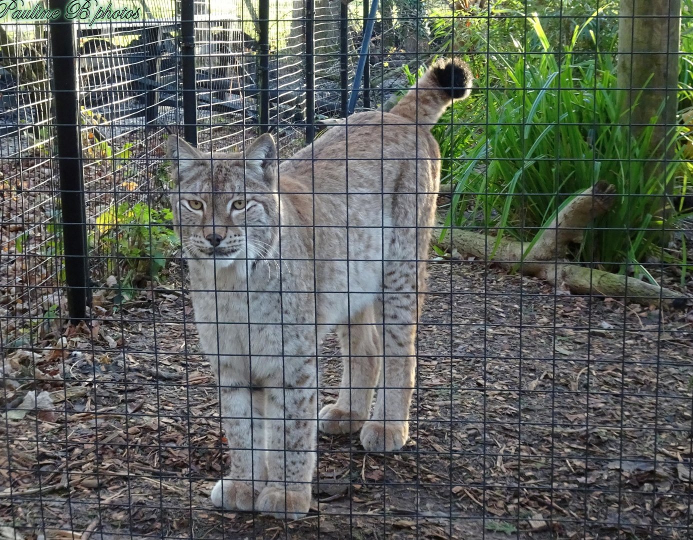 Northern Lynx 16 November 2025
