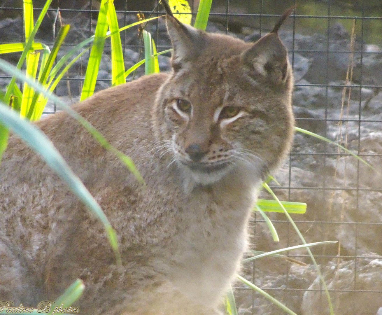 Northern Lynx 16 November 2025