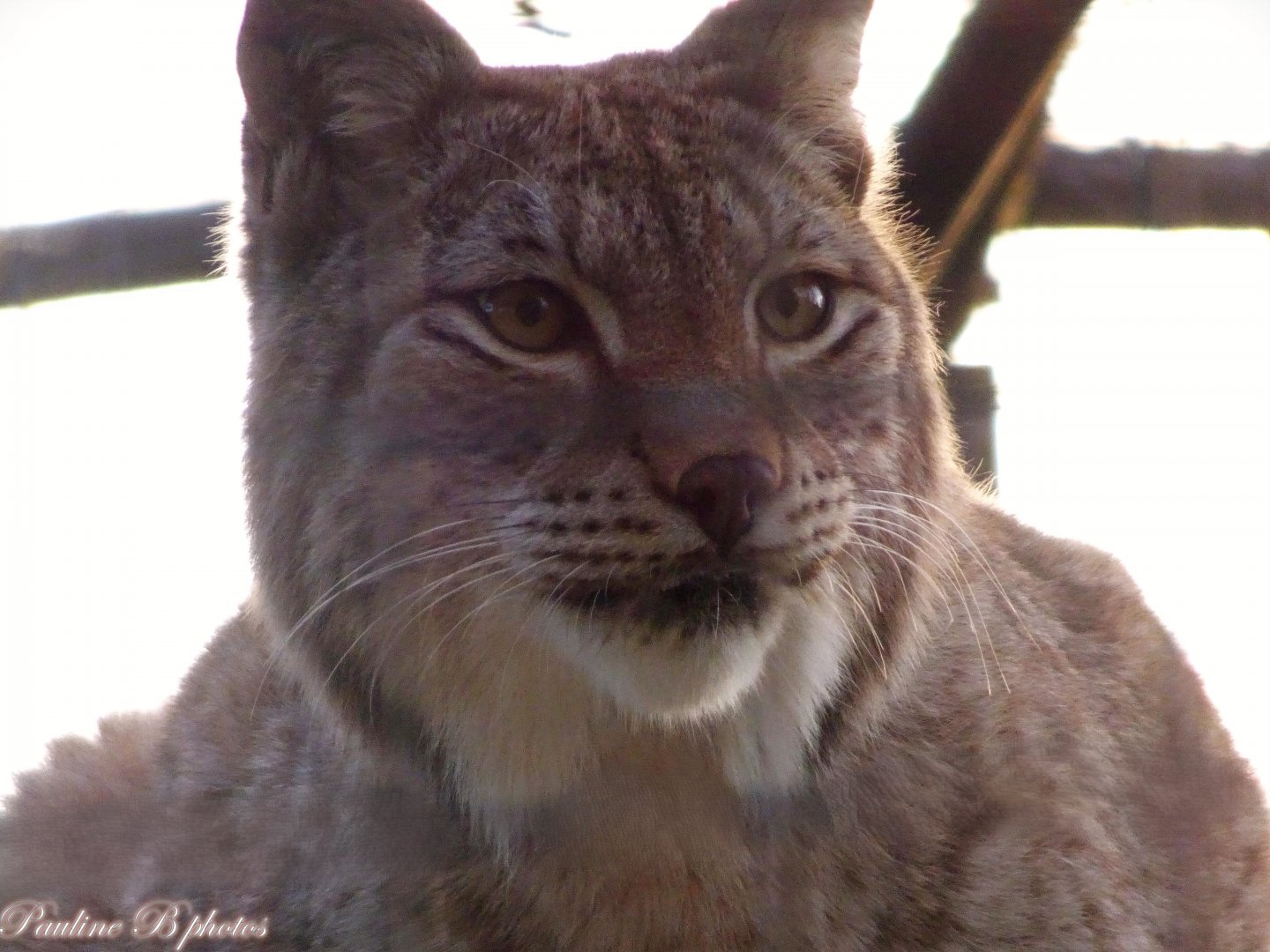 Northern Lynx 16 November 2025