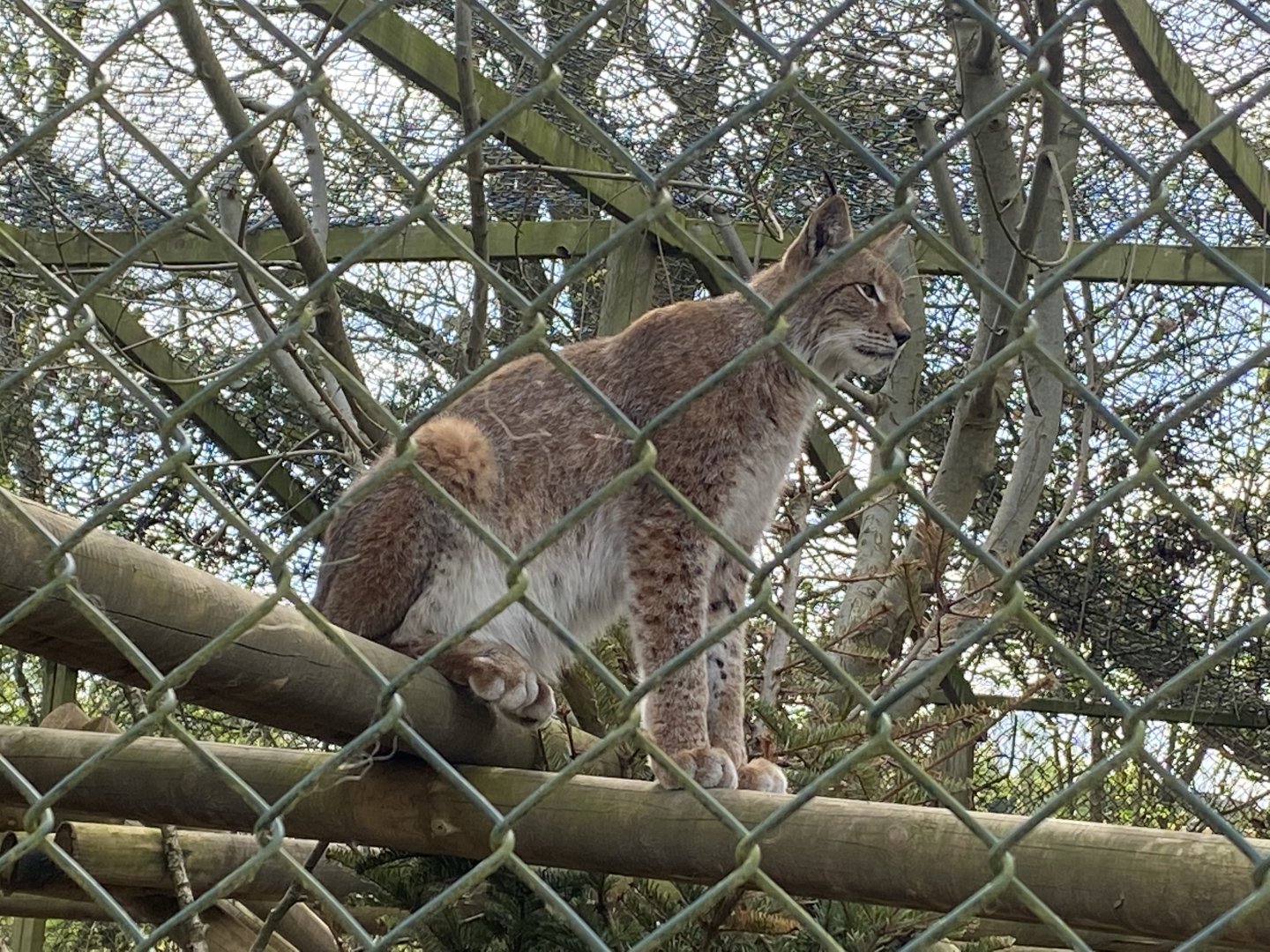 Northern lynx 190422