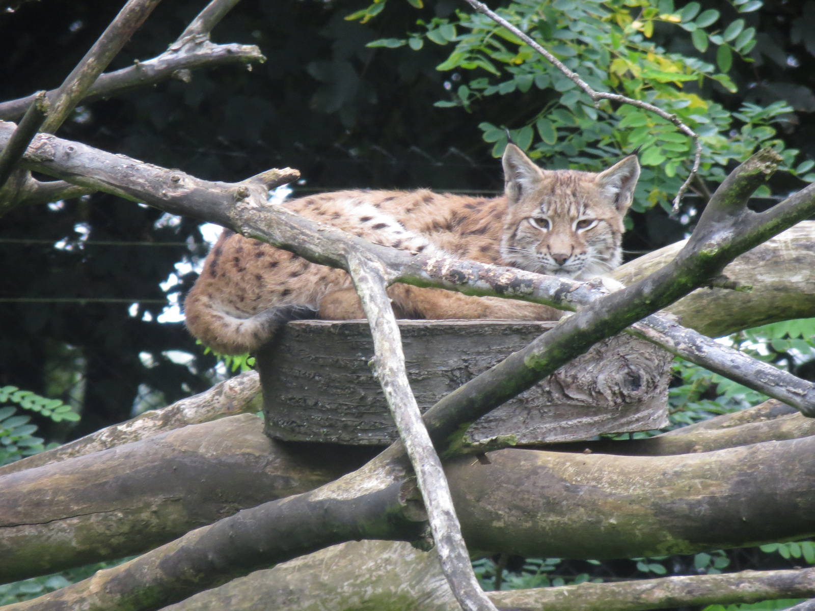 northern lynx 210913
