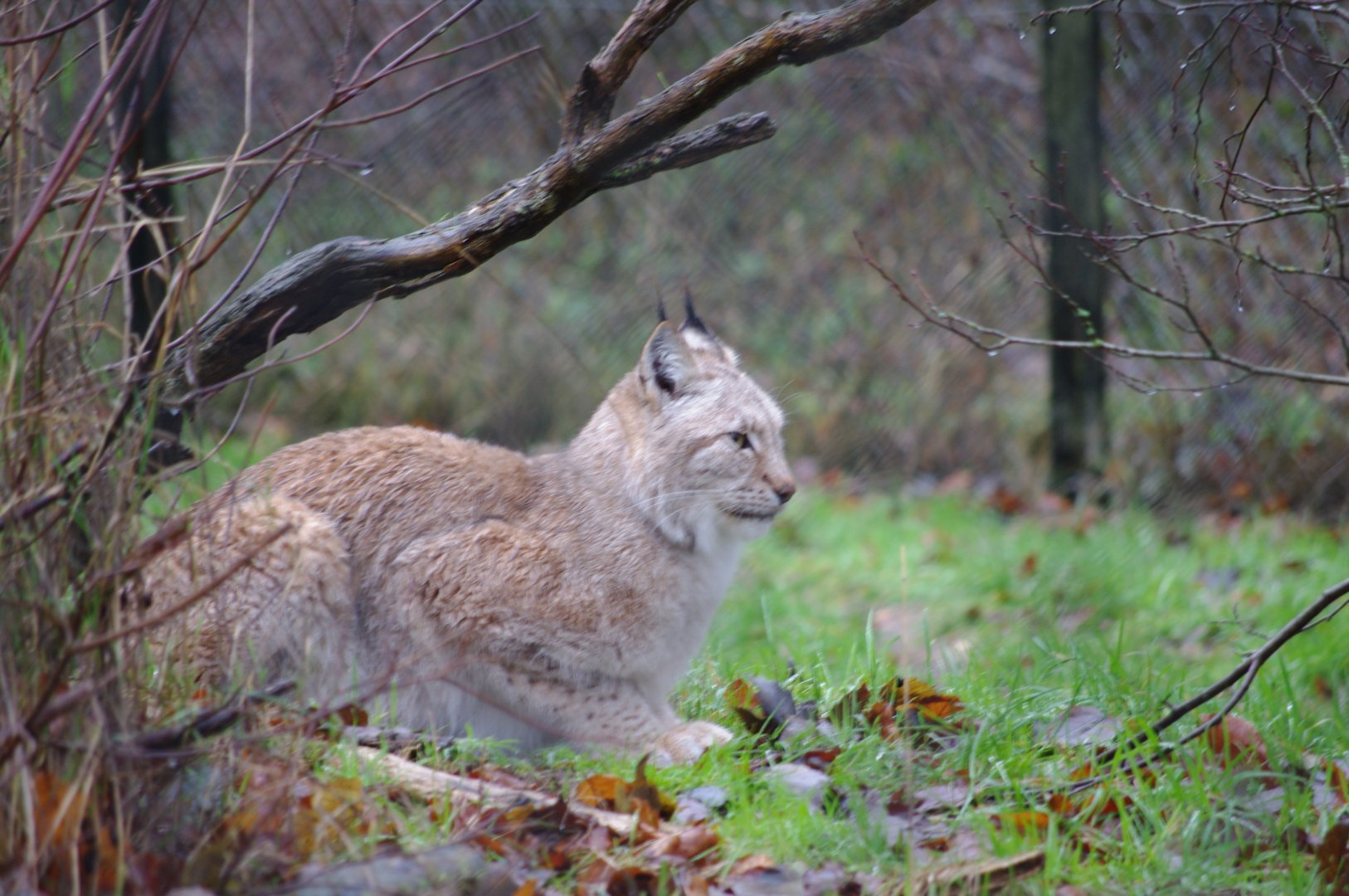 Northern Lynx- 28/12/2022