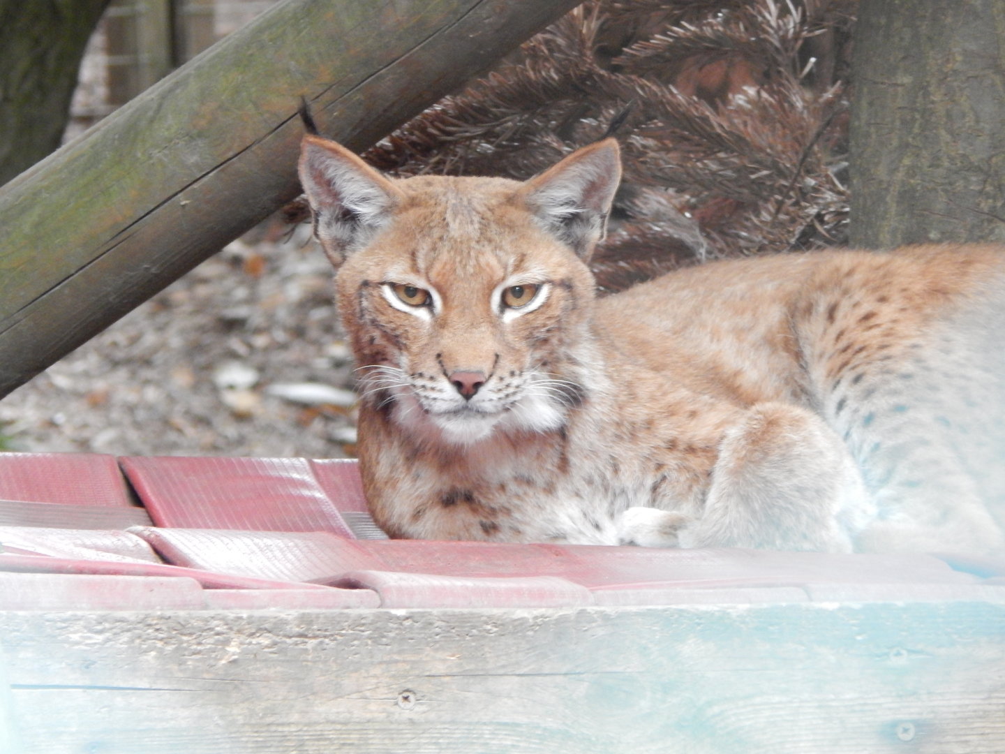 Northern lynx 300623