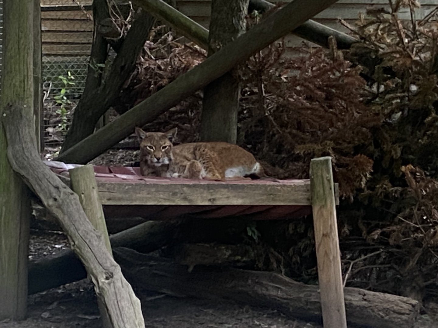 Northern lynx 300623