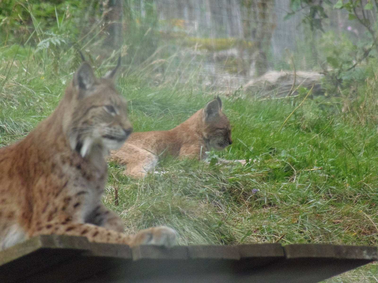 Northern lynx and kitten   25/08/13