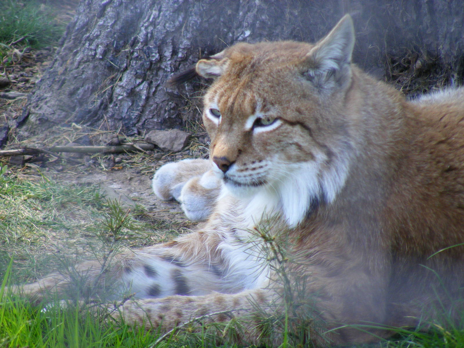 Northern lynx at Camperdown Wildlife Centre, 18 May 2010