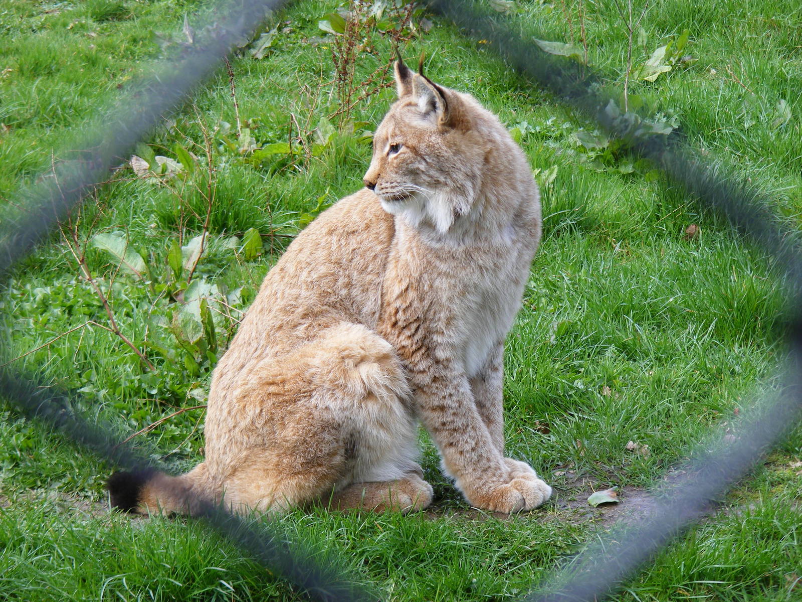 Northern lynx at Howletts Wild Animal Park, 3 April 2010
