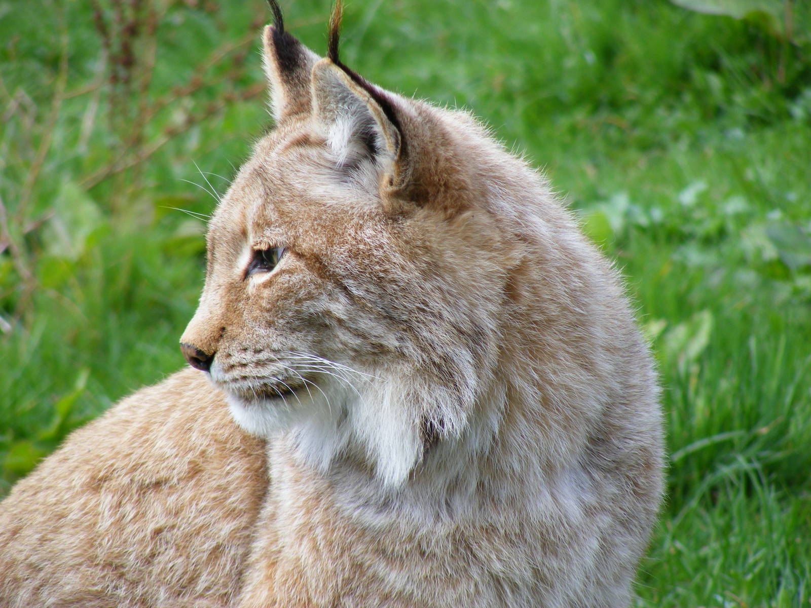 Northern lynx at Howletts Wild Animal Park, 3 April 2010