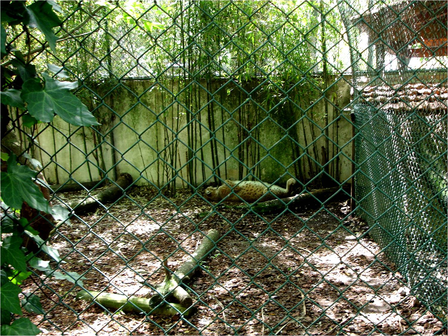 Northern Lynx at Zoo da Maia, 27/04/08