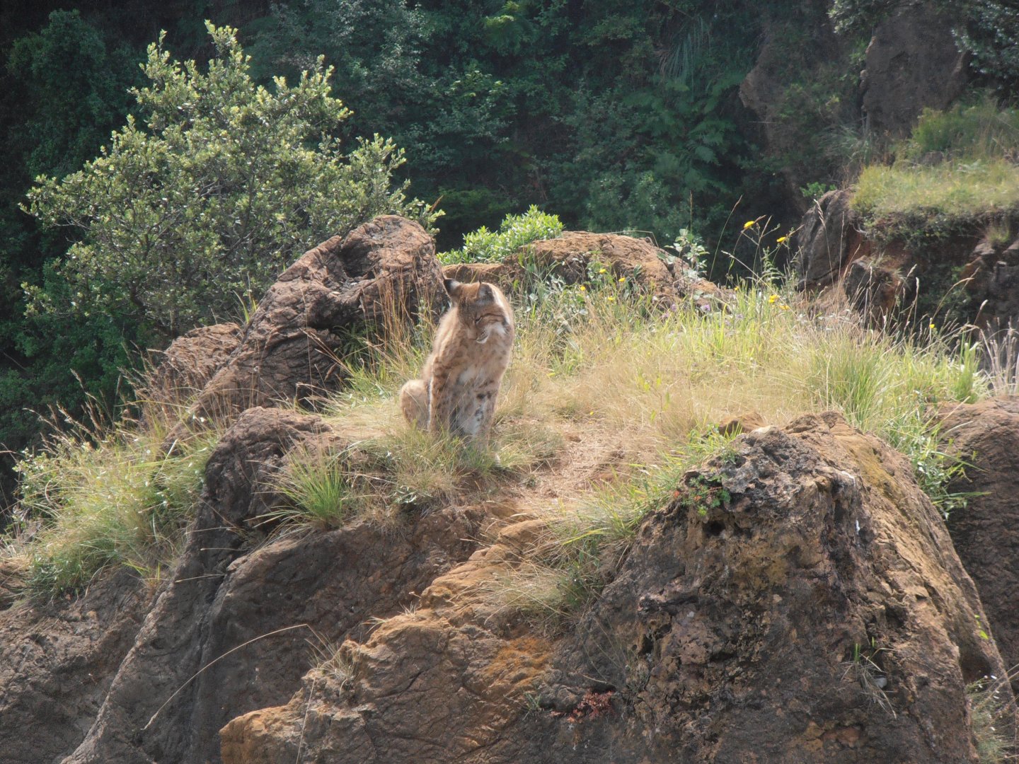 Northern lynx -Cabarceno (2013)