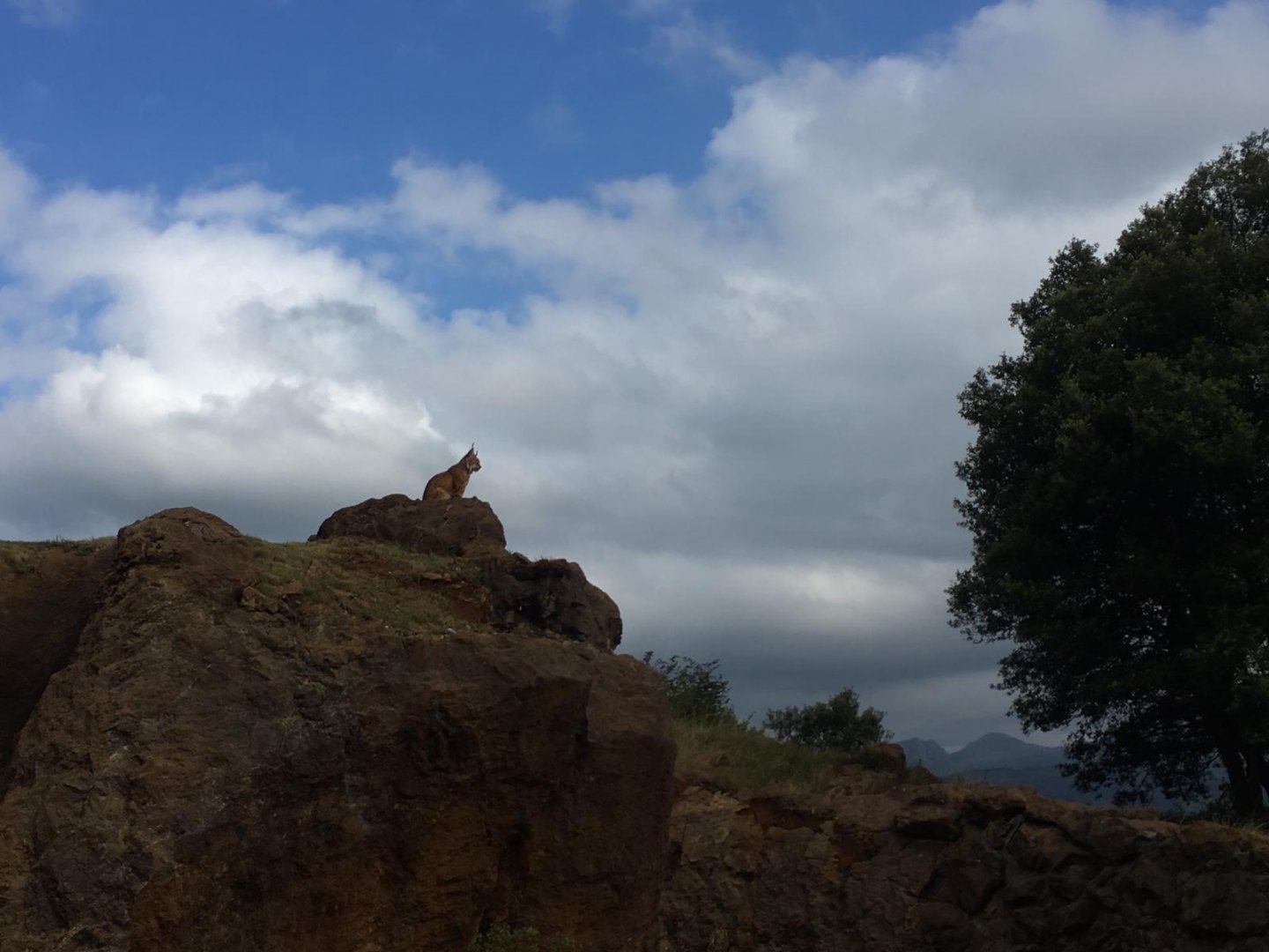 Northern lynx-Cabarceno 2019