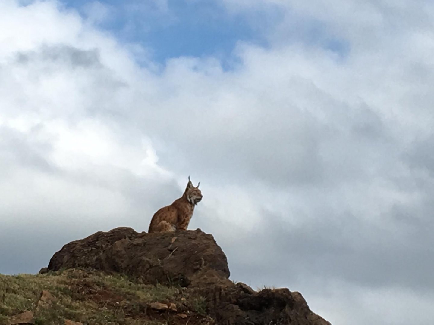Northern lynx-Cabarceno 2019