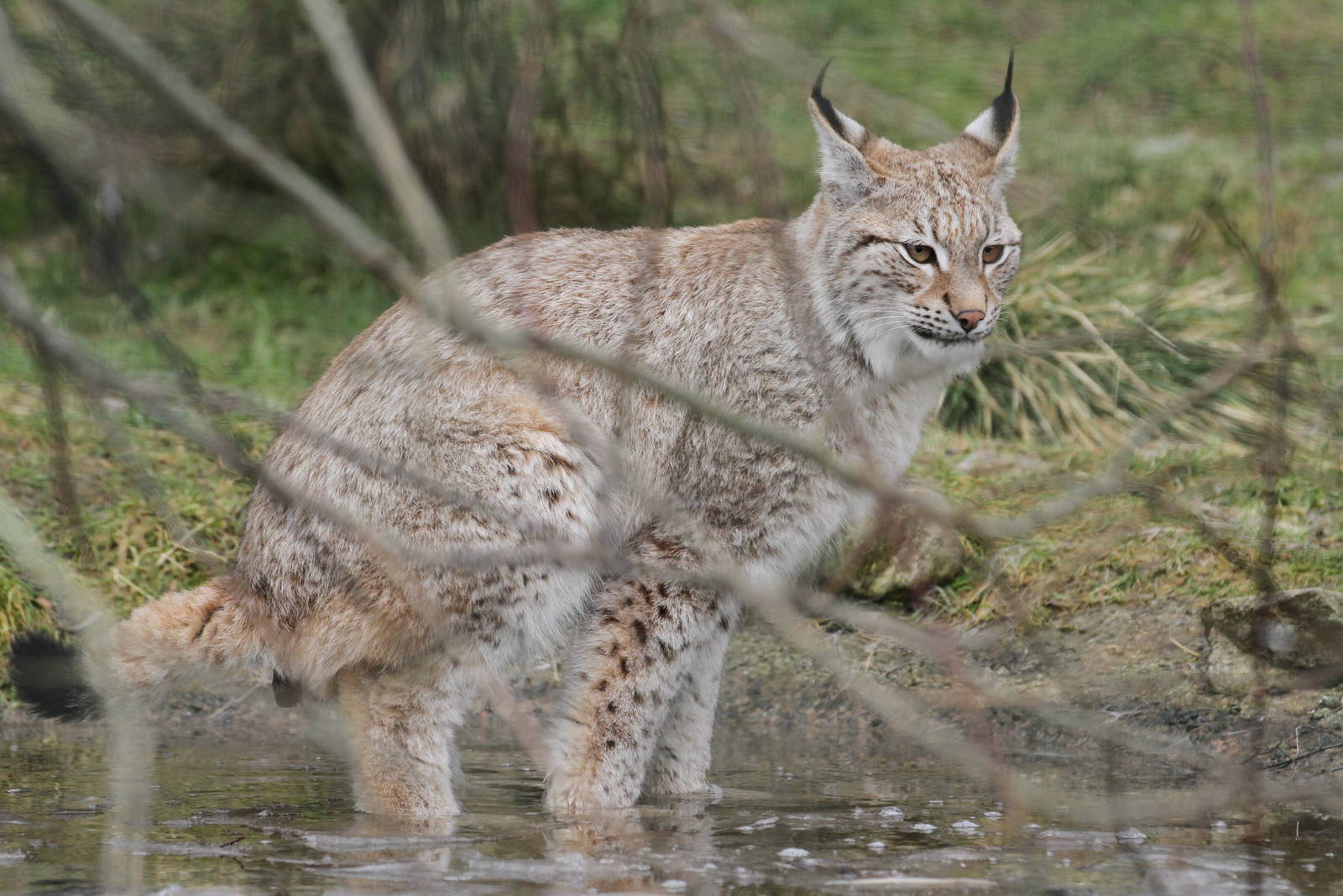 Northern Lynx Crapping