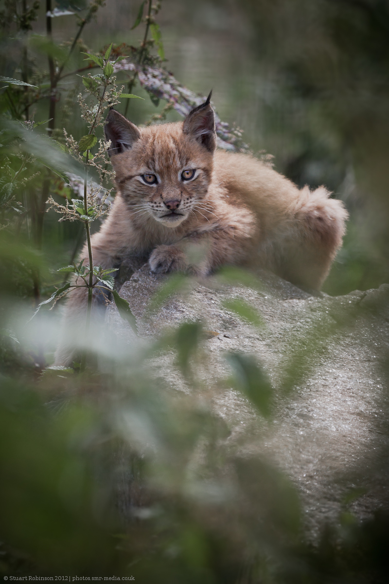 Northern Lynx Cub - 21/07/2012