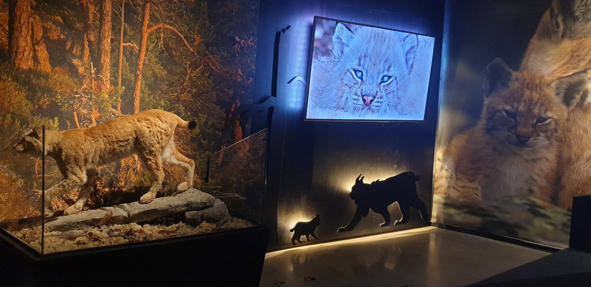Northern Lynx diorama