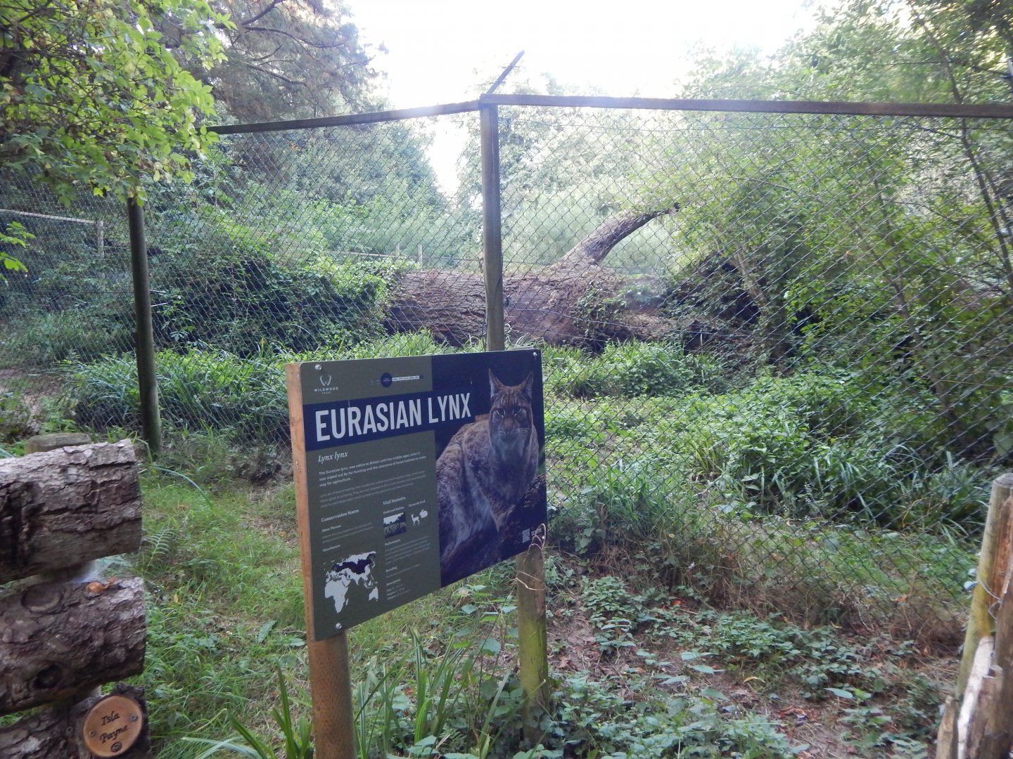 Northern lynx enclosure 020825