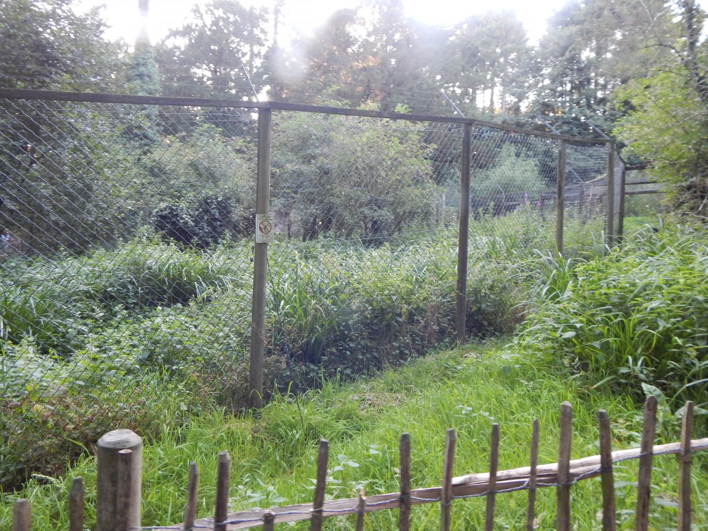 Northern lynx enclosure 020825