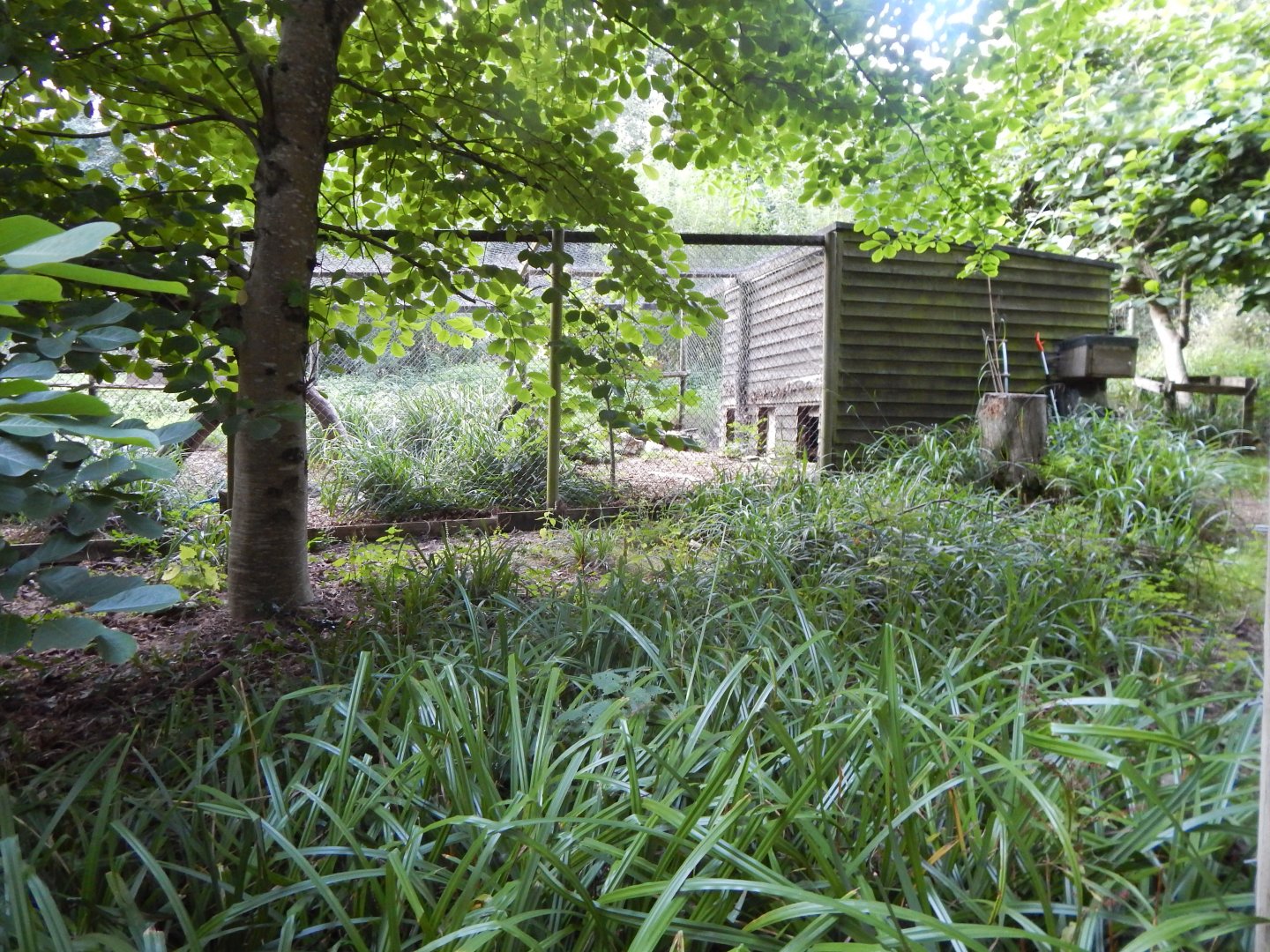 Northern lynx enclosure 020825