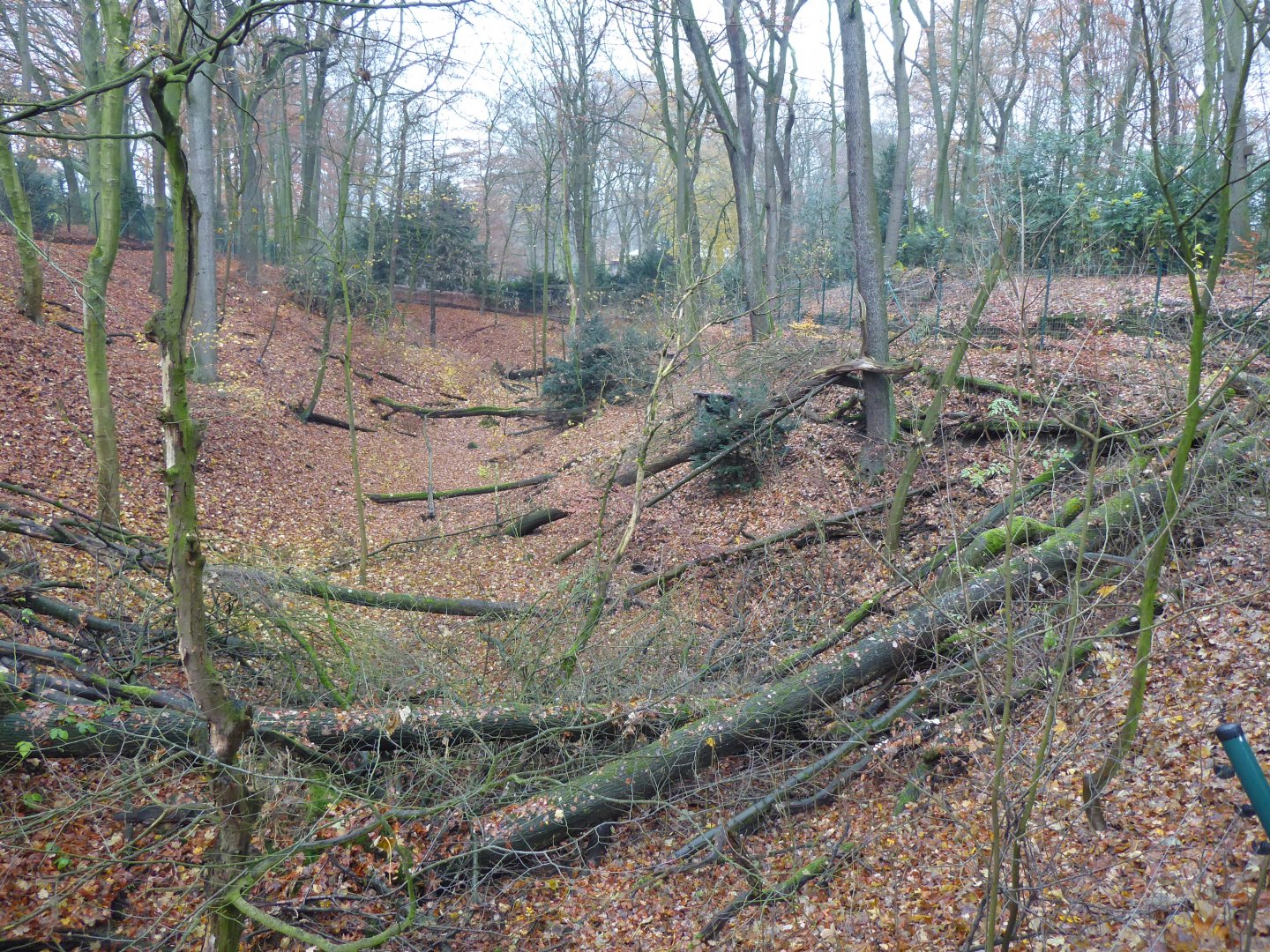 Northern lynx enclosure 021219