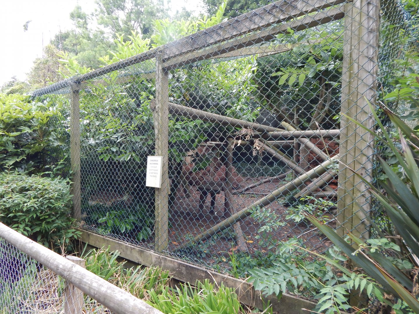 Northern lynx enclosure 060625
