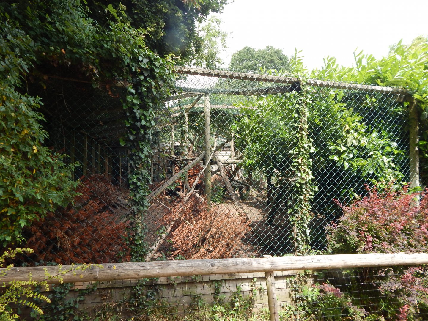 Northern lynx enclosure 060625
