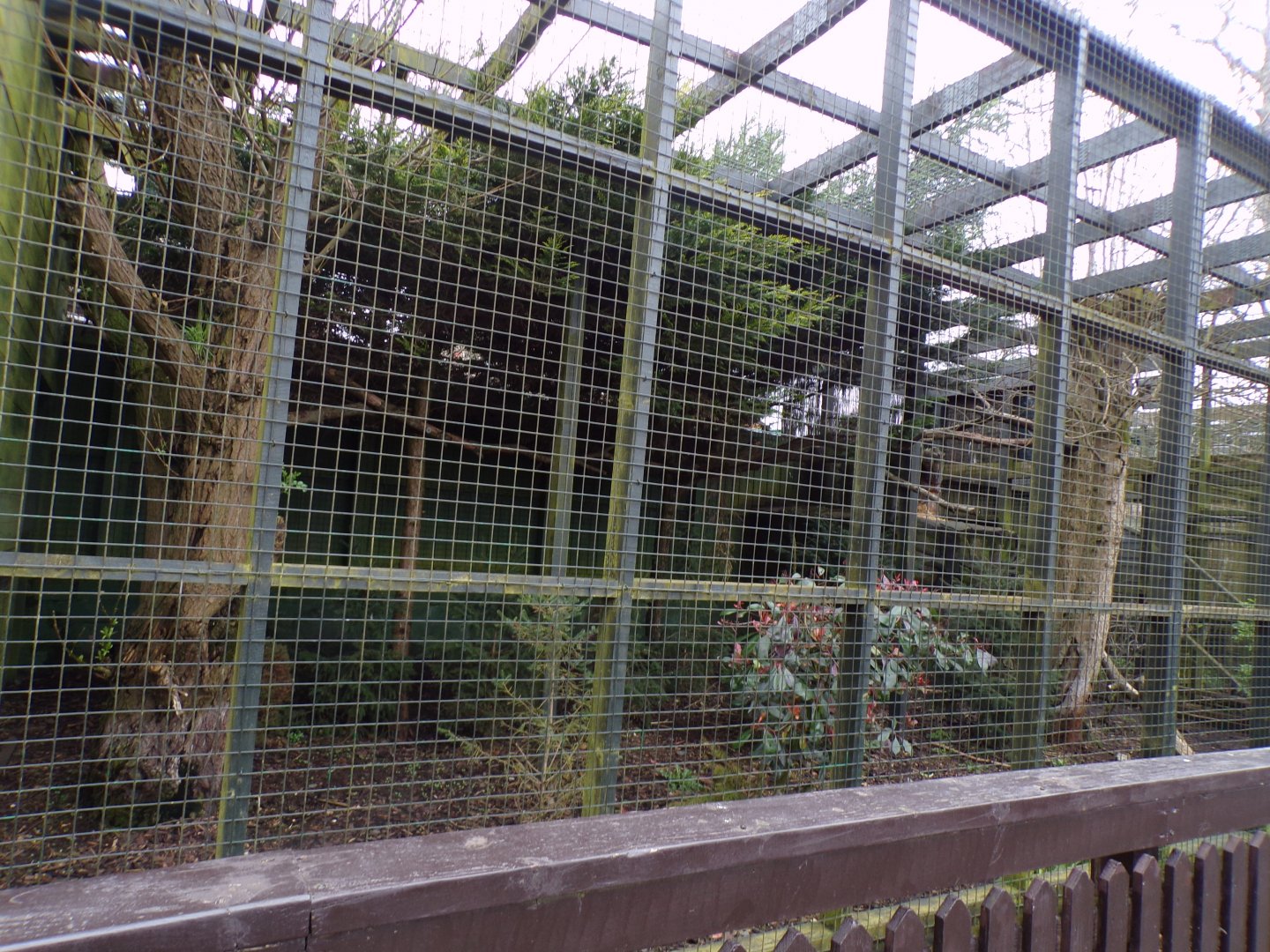 Northern lynx enclosure 12.4.24