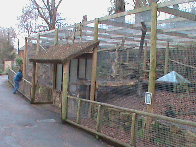 Northern lynx enclosure 121210