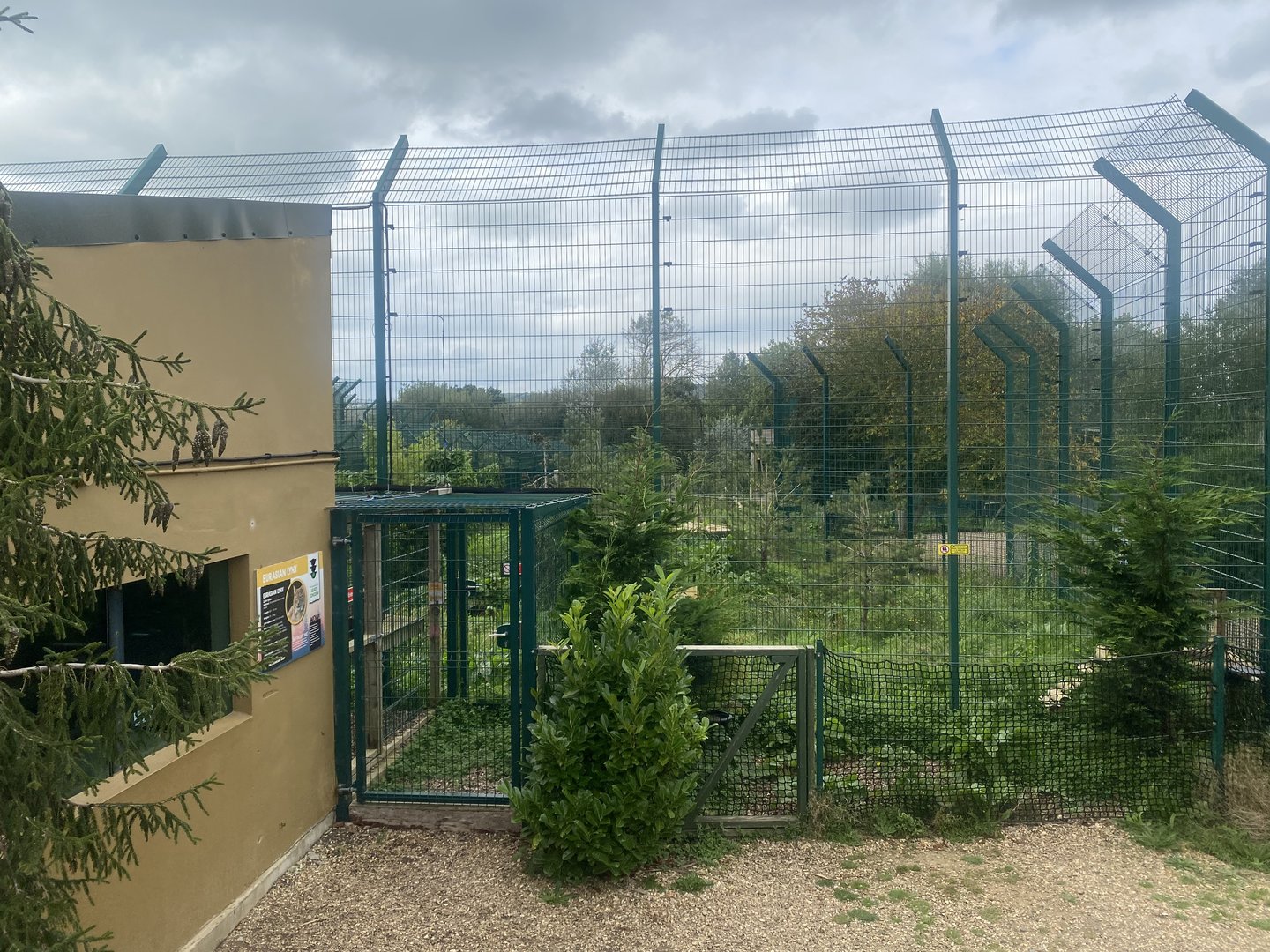 Northern lynx enclosure 130923