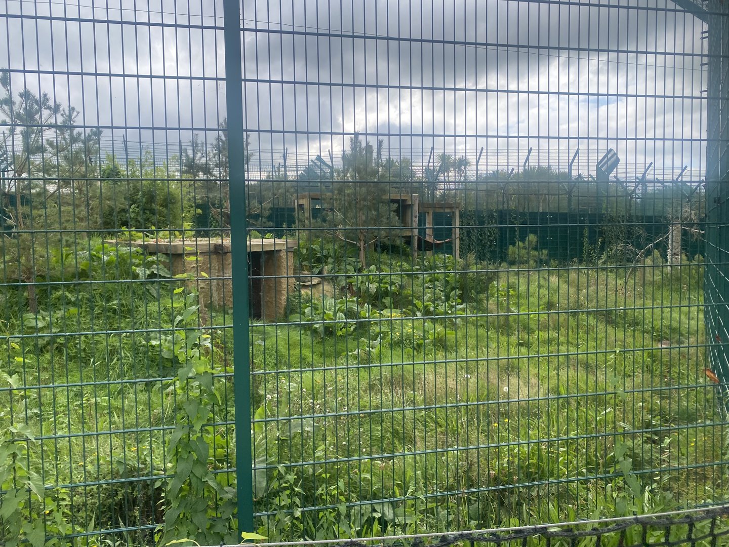 Northern lynx enclosure 130923