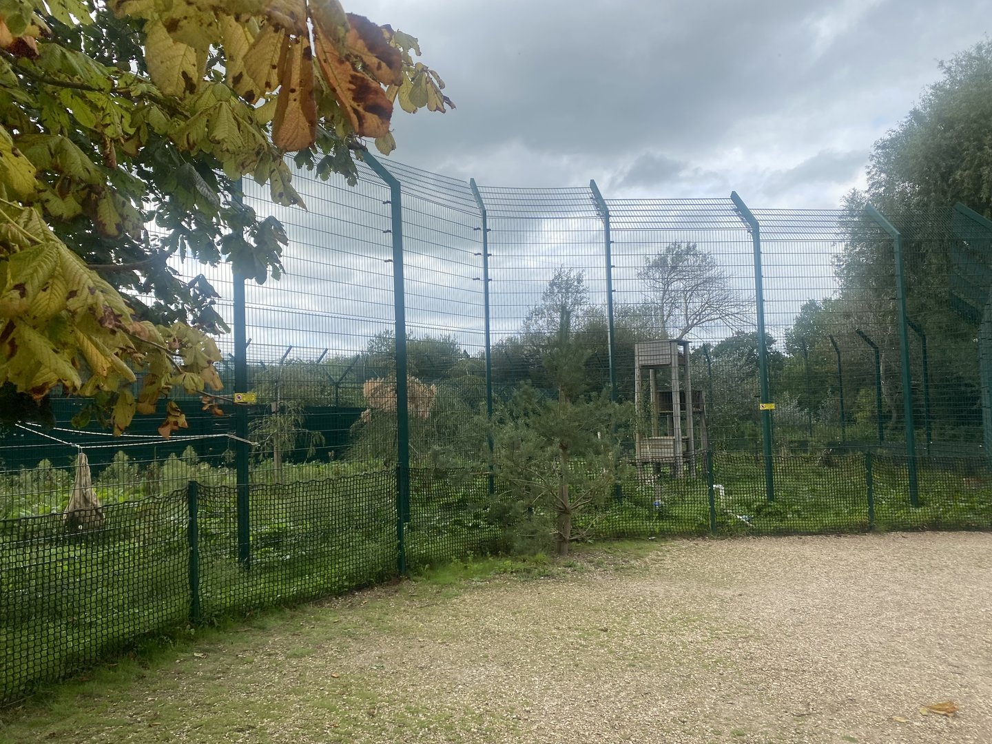 Northern lynx enclosure 130923