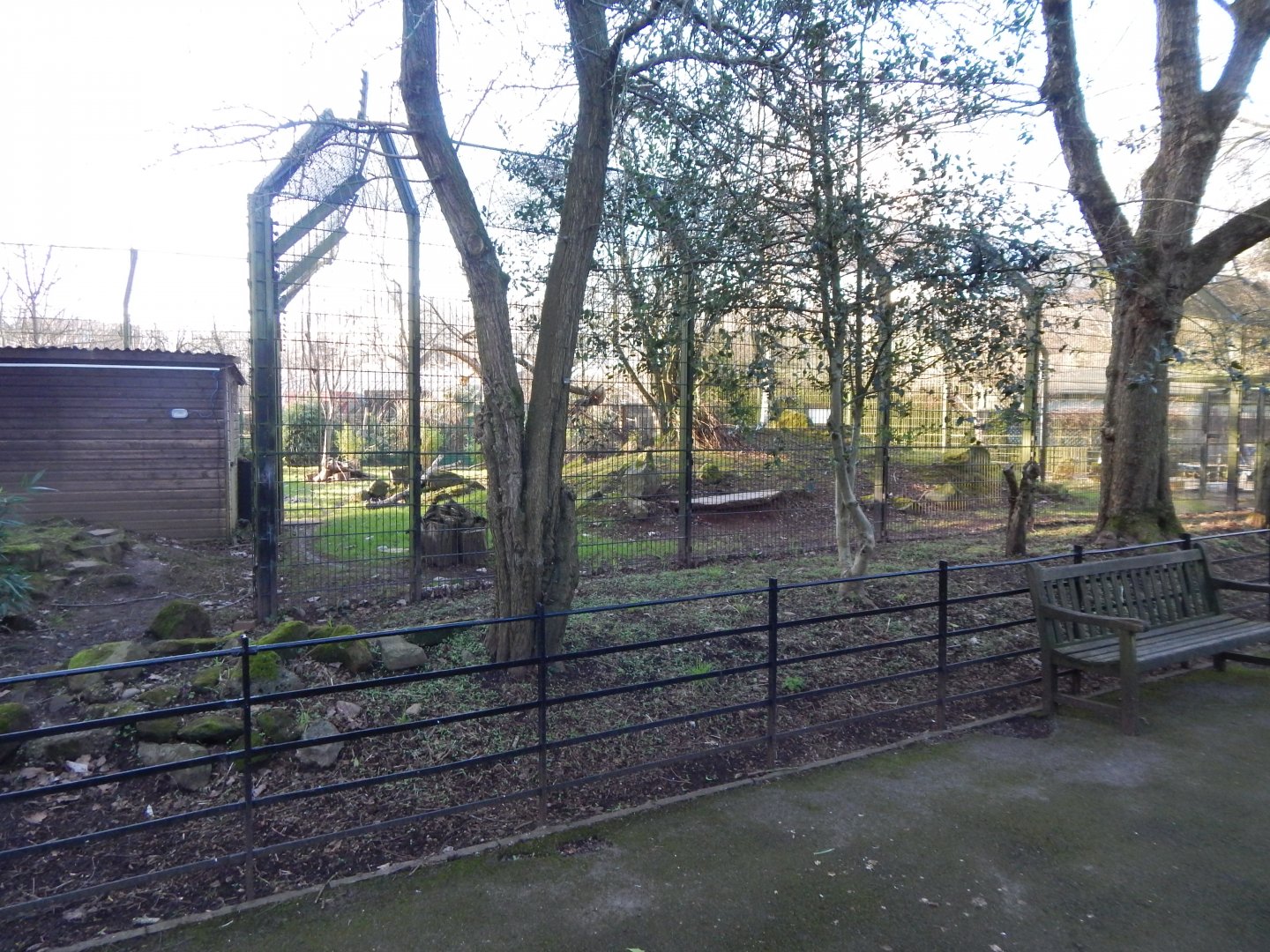 Northern lynx enclosure 260124