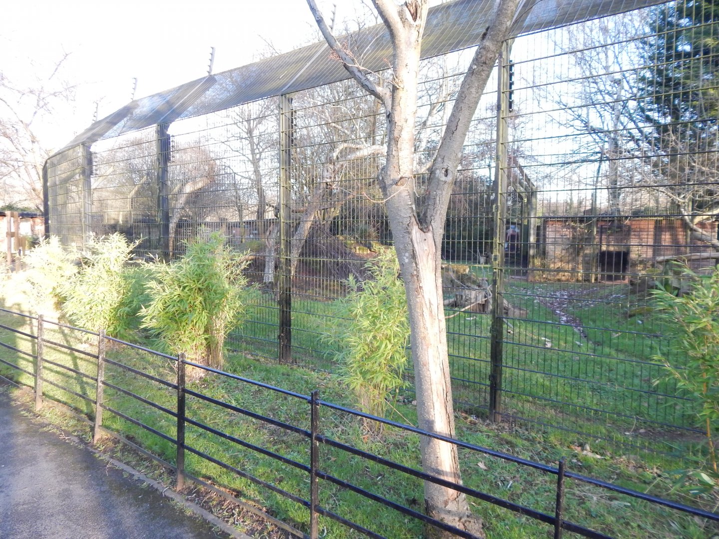 Northern lynx enclosure 260124