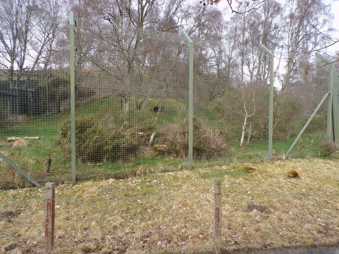 Northern lynx enclosure 5.4.24