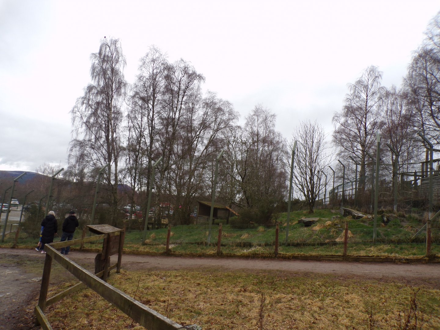 Northern lynx enclosure 5.4.24