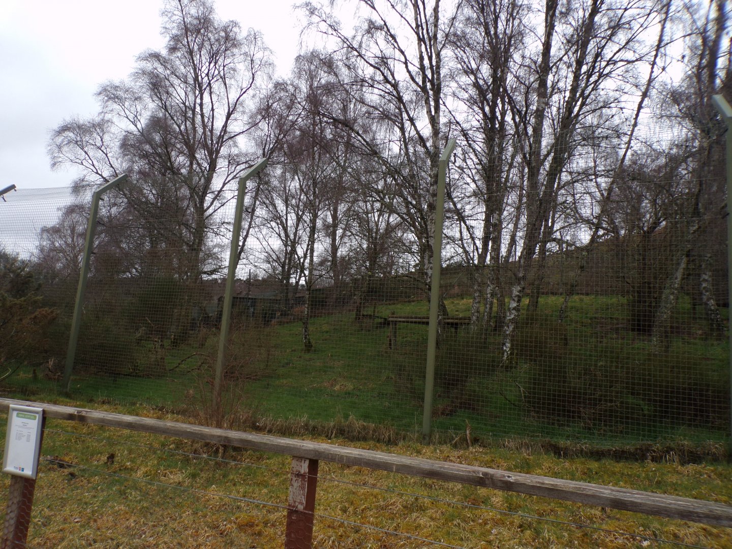 Northern lynx enclosure  5.4.24