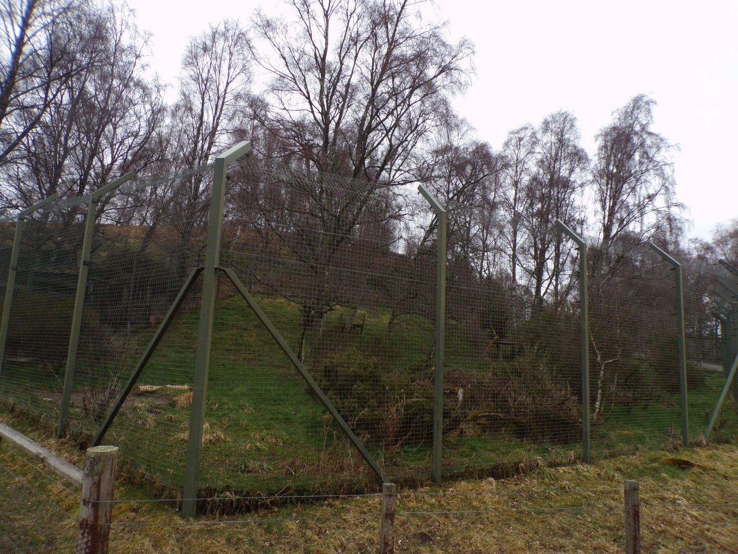 Northern lynx enclosure 5.4.24