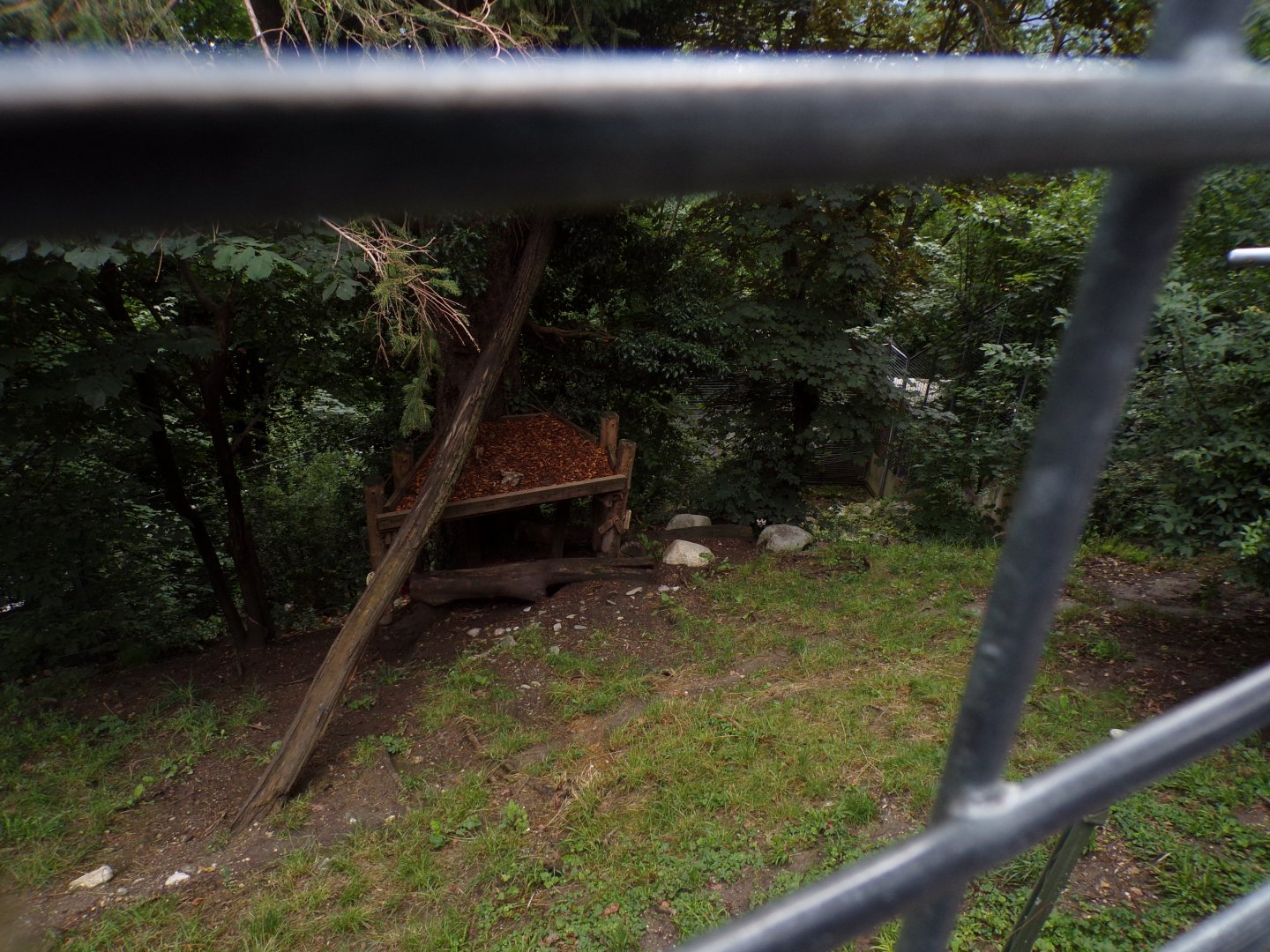 Northern lynx enclosure 9.7.25