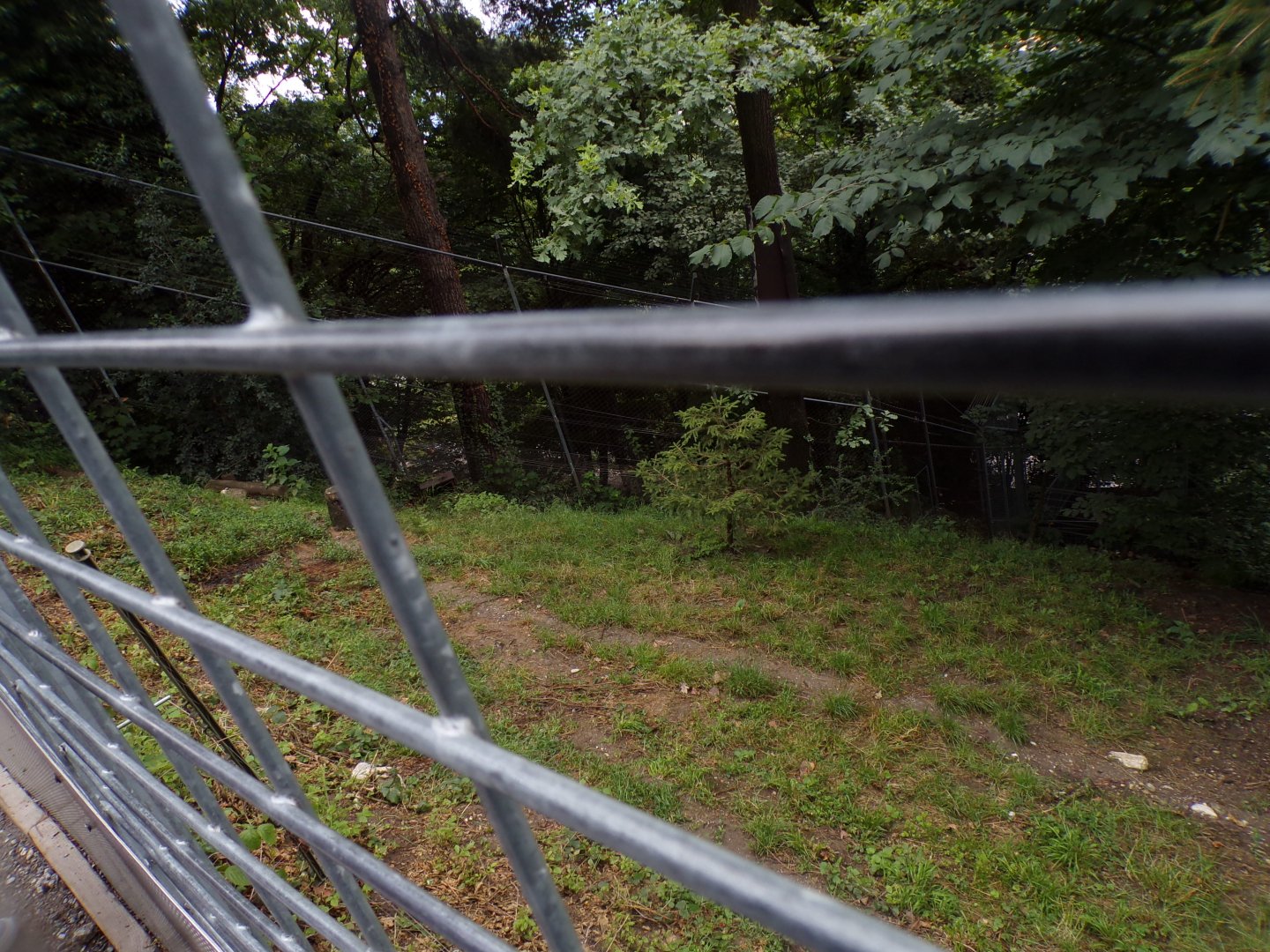 Northern lynx enclosure 9.7.25