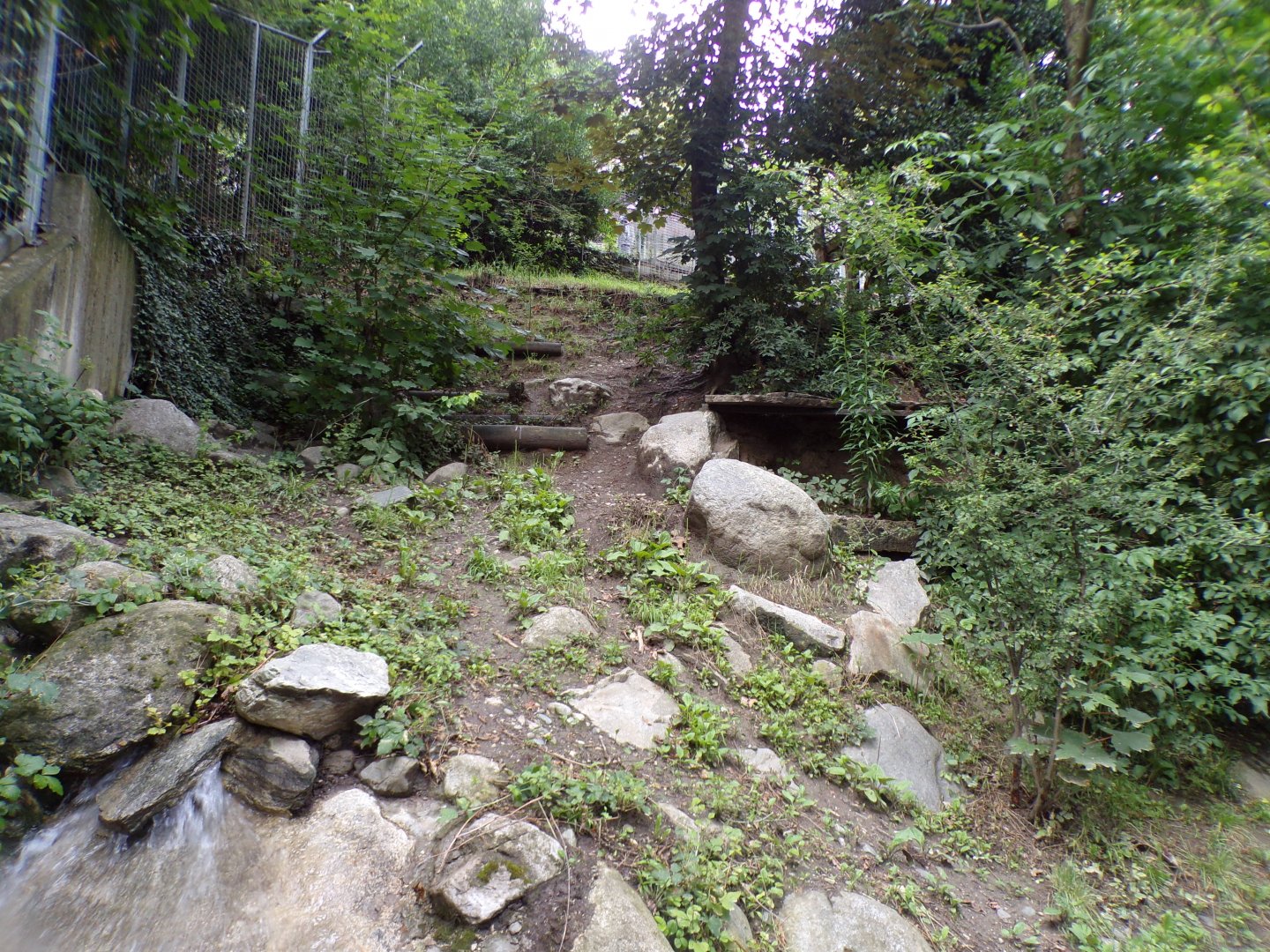 Northern lynx enclosure 9.7.25