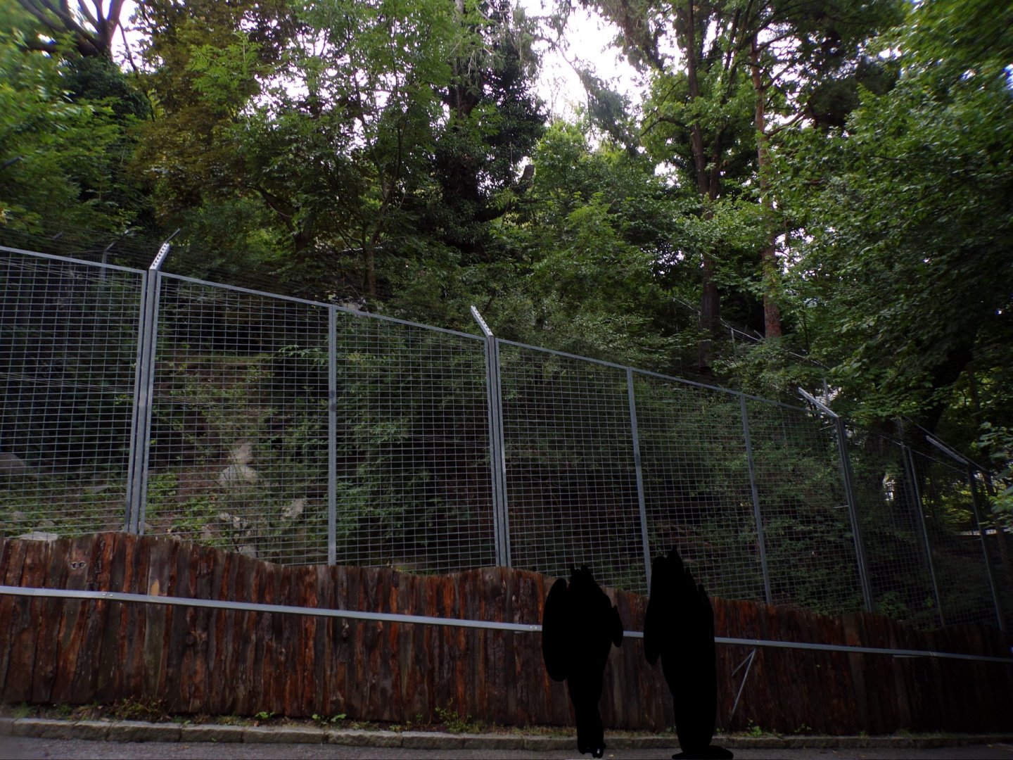 Northern lynx enclosure 9.7.25