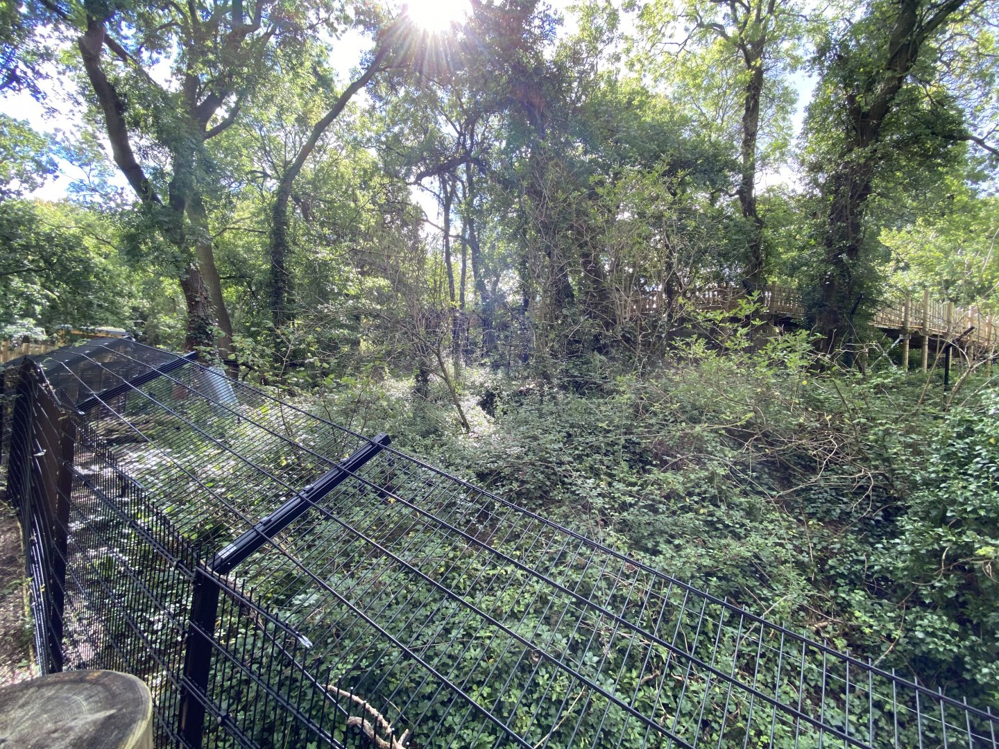 Northern Lynx enclosure in Bear Wood 290820