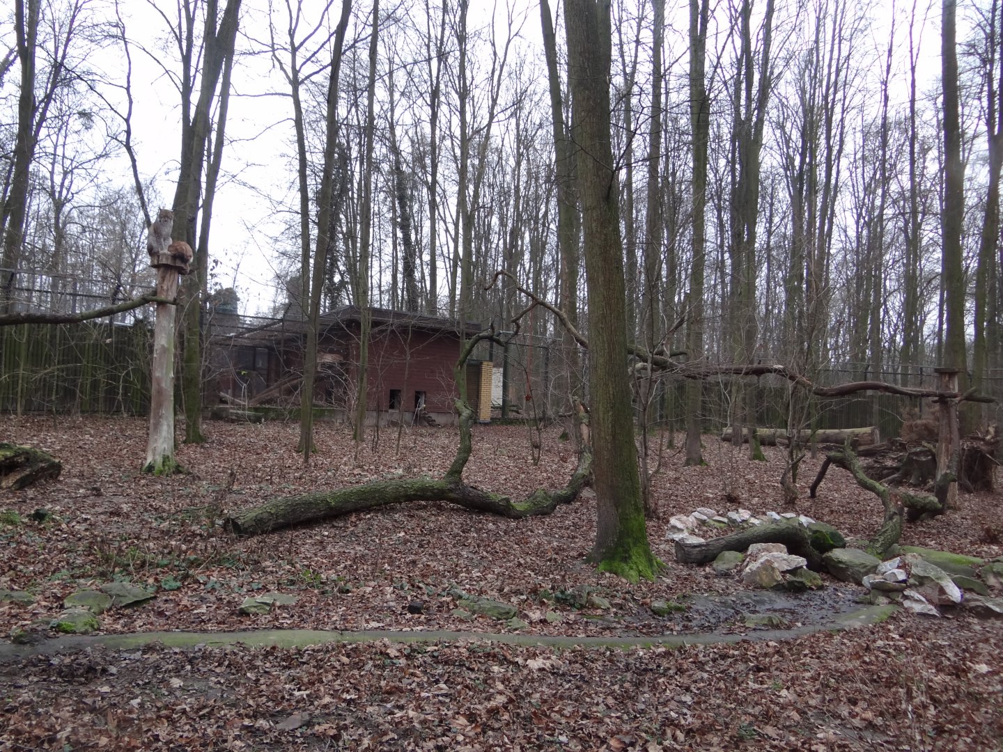 Northern Lynx enclosure